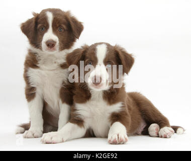 Il cioccolato Border Collie cuccioli, 7 settimane di età. Foto Stock