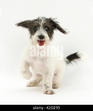 In bianco e nero Jack-a-poo, Jack Russell cross barboncino cucciolo ansimando. Foto Stock