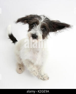 In bianco e nero Jack-a-poo, Jack Russell cross barboncino cucciolo, Foto Stock