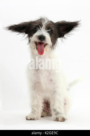 In bianco e nero Jack-a-poo, Jack Russell cross barboncino cucciolo con orecchie rivolte in direzioni opposte. Foto Stock