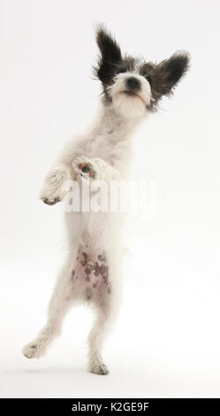 In bianco e nero Jack-a-poo, Jack Russell cross barboncino cucciolo salta in alto. Foto Stock