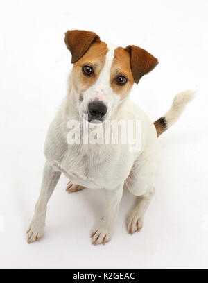 Jack Russell Terrier, Milo, età 5 anni, seduto e guardando verso l'alto. Foto Stock