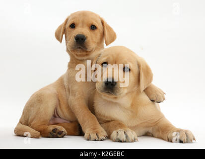 Giallo labrador retriever cuccioli, di età di 8 settimane, appoggiato insieme. Foto Stock