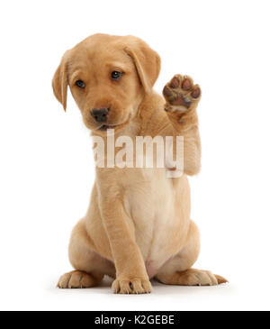 Giallo Labrador Retriever cucciolo, 8 settimane, seduta con zampa sollevata Foto Stock