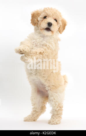 Poochon cucciolo, Bichon Frise cross Poodle, età di 6 settimane in piedi sulle zampe posteriori. Foto Stock