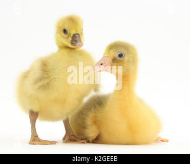 Due domestici, oca Embden x Graylag, goslings. Foto Stock