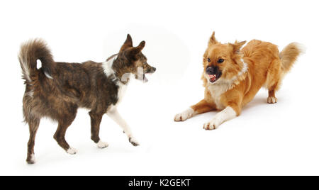 Collie croce cani Brec e beatitudine, scambiando snarls arrabbiato. Brec con mantellina sollevata. Foto Stock