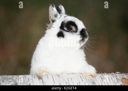 Netherland Dwarf Rabbit su carta log di Betulla con foglie di quercia, Newington, Connecticut, Stati Uniti d'America Foto Stock