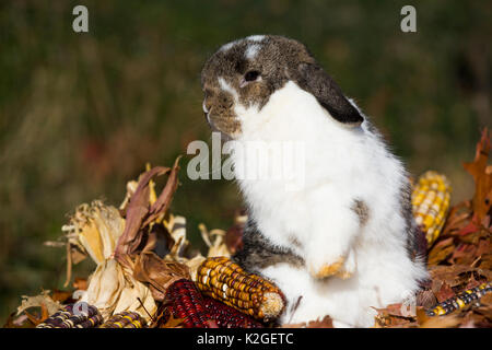 Holland Lop rabbit seduto tra foglie di quercia e mais Indiano, Newington, Connecticut, Stati Uniti d'America Foto Stock