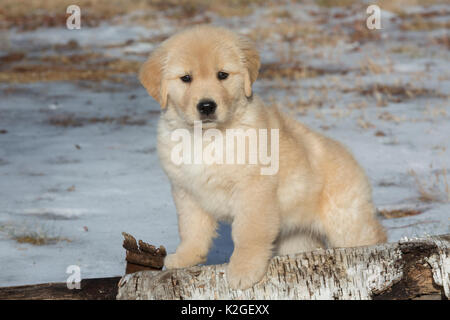 Golden Retriever cucciolo, età 9 settimane nei primi giorni di gennaio, Spencer, Massachusetts, STATI UNITI D'AMERICA Foto Stock