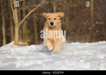 Maschio di golden retriever in esecuzione nella neve, Franklin, Connecticut, Stati Uniti d'America Foto Stock