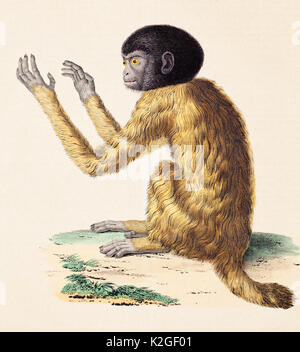 Illustrazione di un Nero intitolata uakari (Cacajao melanocephalus) incisione da un bozzetto di Alexander von Humboldt e Aime Bonpland, inclusa nel loro volume sul confronto di zoologia e di anatomia. Il disegno è stato basato su una scimmietta hanno mantenuto il loro viaggio Orinoco. Foto Stock