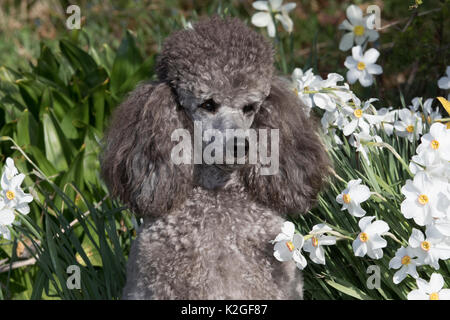 Barboncino in miniatura seduti in giardino, STATI UNITI D'AMERICA. Foto Stock