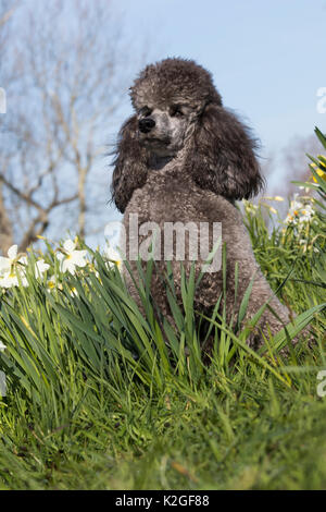 Barboncino in miniatura seduti in giardino, STATI UNITI D'AMERICA. Foto Stock