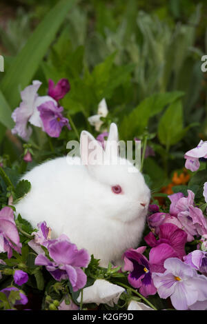 Baby Netherland Dwarf Rabbit seduta tra pansies, STATI UNITI D'AMERICA. Foto Stock