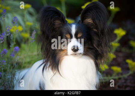Papillon cane ritratto, STATI UNITI D'AMERICA. Foto Stock