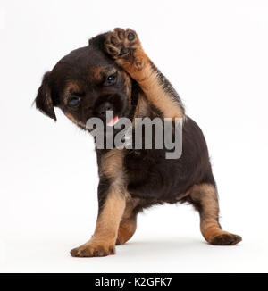 Border Terrier cucciolo, di età di 5 settimane, con zampa sollevata. Foto Stock