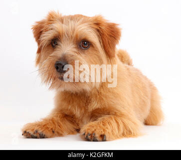 Norfolk Terrier cane, Otto, di età di 1 anno. Foto Stock