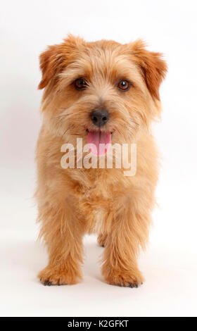 Norfolk Terrier cane, Otto, di età di 1 anno. Foto Stock