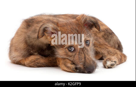 Brindle Lurcher cane cucciolo sdraiato. Foto Stock