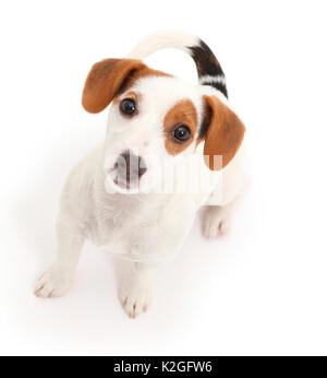 Jack Russell Terrier cucciolo seduto e guardando verso l'alto. Foto Stock