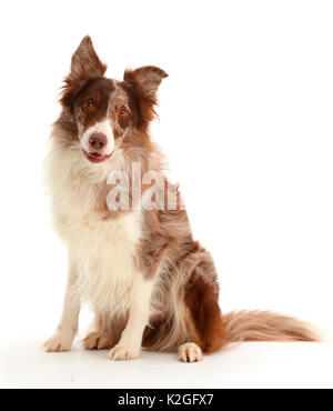 Il cioccolato merle Border Collie cane. Foto Stock