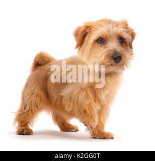 Norfolk Terrier cane, Otto, di età di 1 anno. Foto Stock