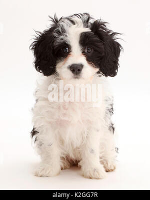 In bianco e nero Cavapoo cucciolo, età 13 settimane. Foto Stock