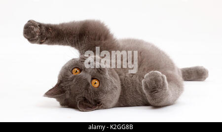 Blue British Shorthair Gatto sdraiato sulla schiena. Foto Stock