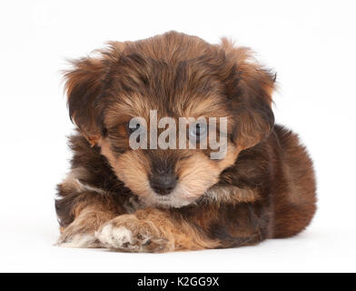 Cavapoo cucciolo. Foto Stock