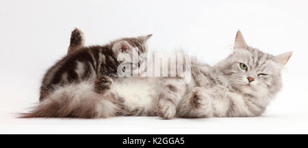 Silver tabby madre lattanti di età gattino 4 settimane. Foto Stock