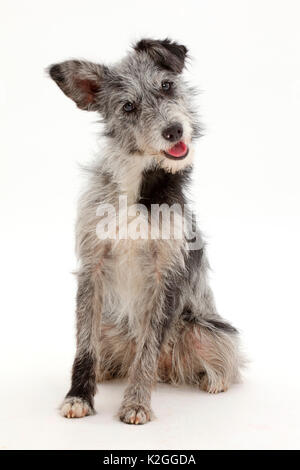 Blue merle mutt seduta con inclinazione testata. Foto Stock
