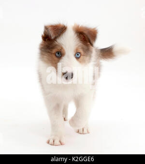 Sable-e-bianco Border Collie cucciolo, di età di 8 settimane. Foto Stock