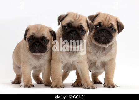 Tre pug cuccioli. Foto Stock