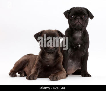 Black Pug e platino Pug cuccioli. Foto Stock