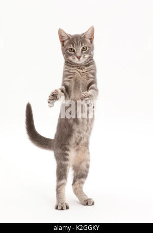 Grigio tabby gattino in piedi sulle zampe posteriori. Foto Stock