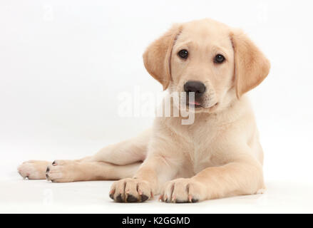 Giallo Labrador Retriever cucciolo, di età di 9 settimane, giacente con testa in alto. Foto Stock