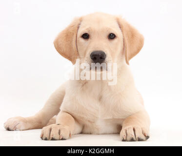 Giallo Labrador Retriever cucciolo, di età di 9 settimane, giacente con testa in alto. Foto Stock