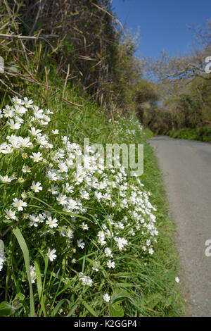 Maggiore stitchwort (Stellaria holostea) fioritura sulla grassy puntato orlo di un paese lane, Cornwall, Regno Unito, Aprile. Foto Stock