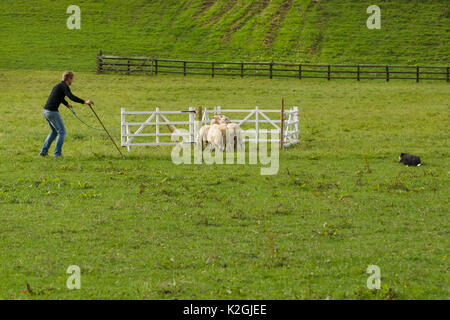 Un agricoltore e il Welsh Border Collie competere nel bilancio annuale Ceiriog Valley Sheep Dog prove in Glyn Ceiriog Galles del Nord Foto Stock