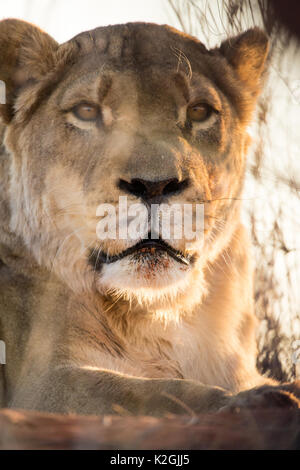 Leonessa a chiudere su ritratto al tramonto, nel deserto del Kalahari, Namibia Foto Stock