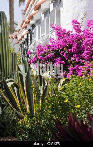 Agave (agave) e bouganville Foto Stock