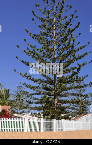 Isola Norfolk pine (araucaria heterophylla) Foto Stock