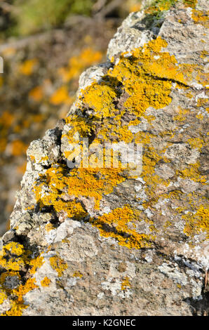 Comune lichene arancione (xanthoria parietina) Foto Stock