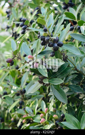 Dune veleno bush (acokanthera oblongifolia syn. acokanthera spectabilis) Foto Stock