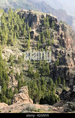 Isola Canarie pine (Pinus canariensis) presso Pico de las Nieves, gran canaria, Spagna Foto Stock