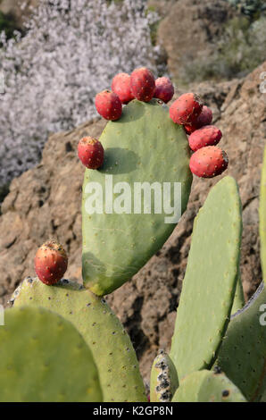 Ficodindia (Opuntia ficus-indica) Foto Stock