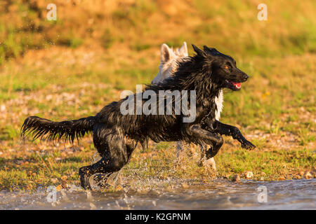 Ci sono due cani sono in esecuzione sul bordo di un lago Foto Stock