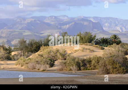 Charco de Maspalomas con dune di sabbia in movimento, Maspalomas, gran canaria, Spagna Foto Stock