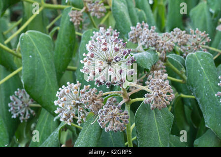Edera comune (Hedera helix) con trasformata per forte gradiente frost Foto Stock